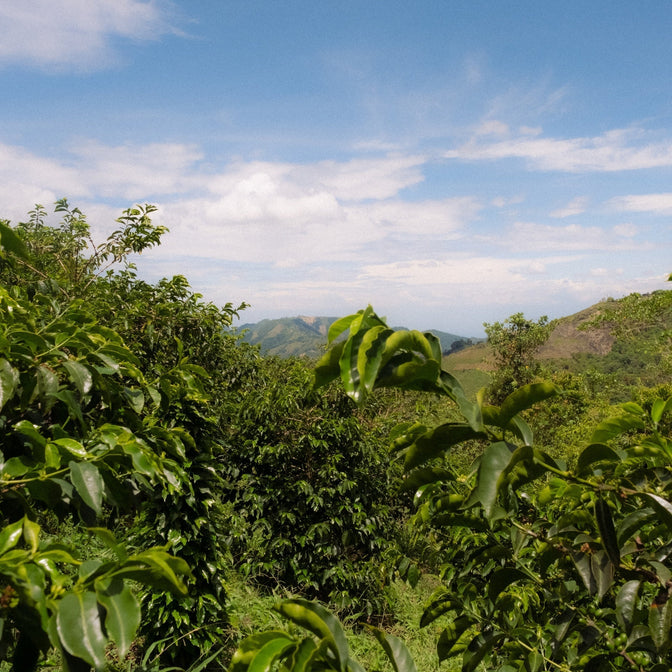 Origin: Colombia.
