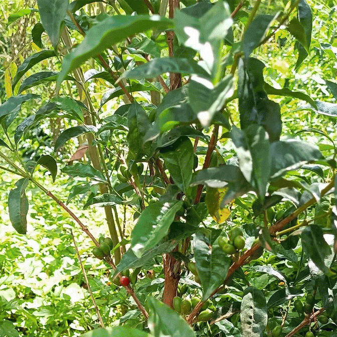Eugenioides.