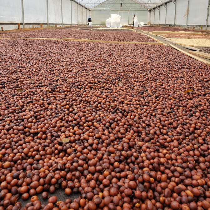 Varietal: Gesha