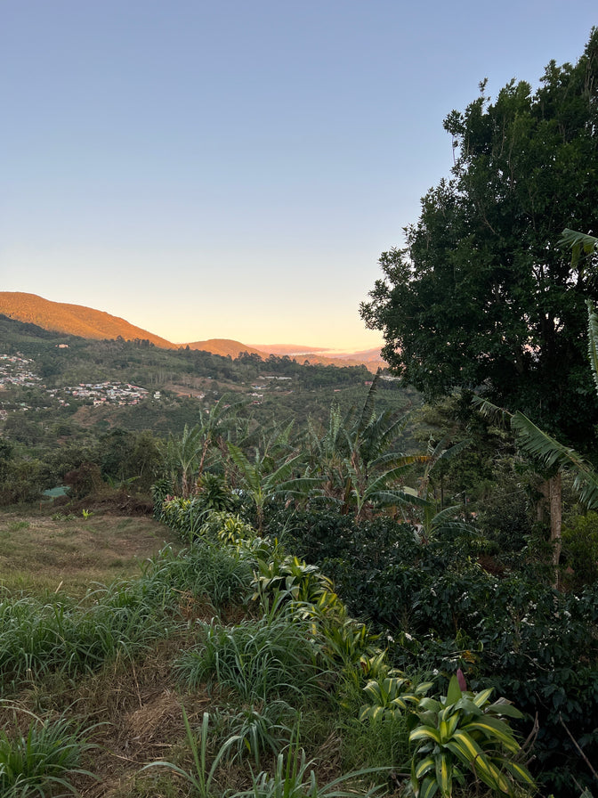 Origin: Costa Rica.