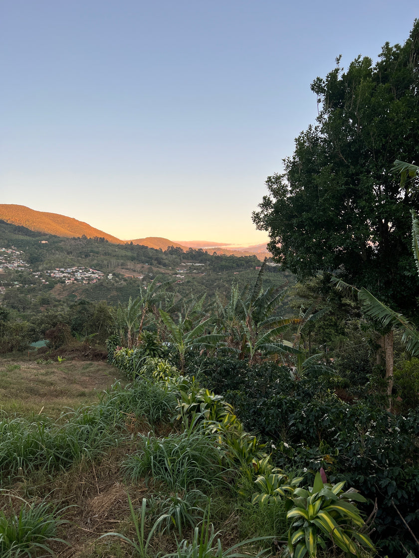 Origin: Costa Rica.