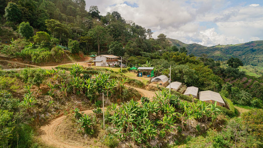 Origin: Peru